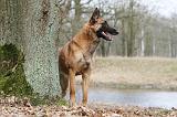 MALINOIS 682